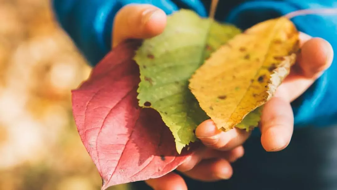 Un niño sostiene unas ojas de otoño en las mano