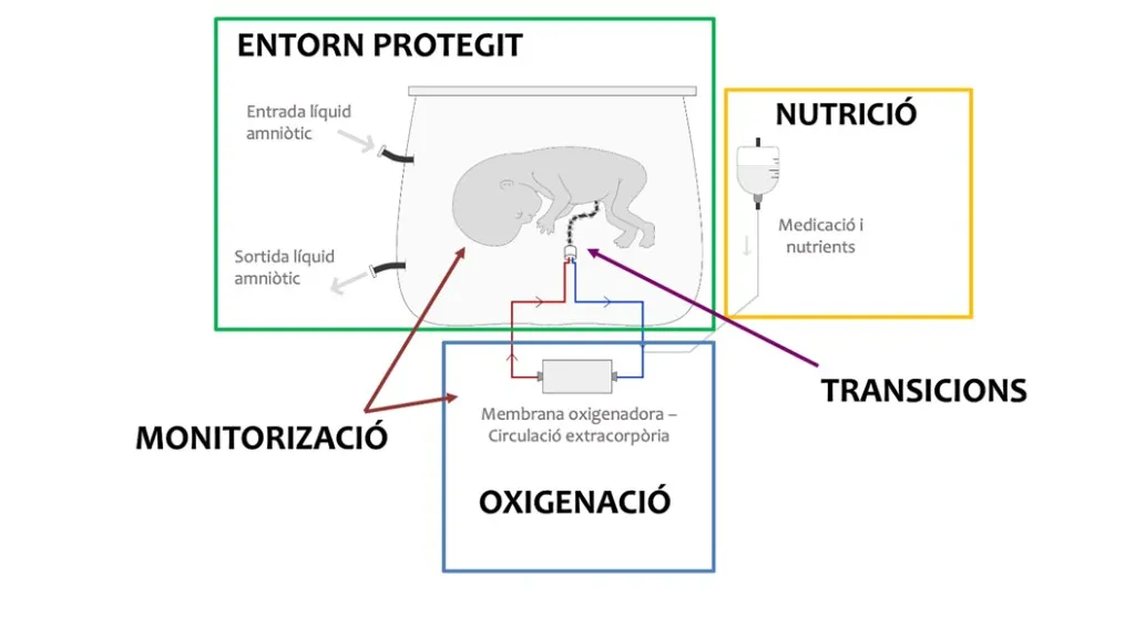 Esquema de la placenta artificial. Imatge: CaixaResearch - Fundació "la Caixa" Esquema de la placenta artificial. Imatge: CaixaResearch - Fundació "la Caixa"