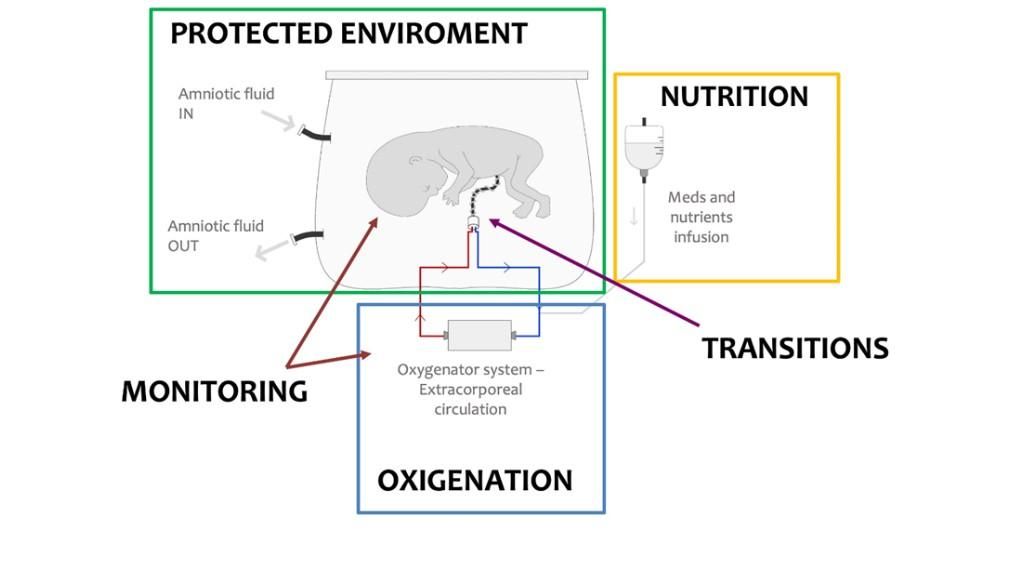 Diagram of the artificial placenta. Image: CaixaResearch - "la Caixa" Foundation