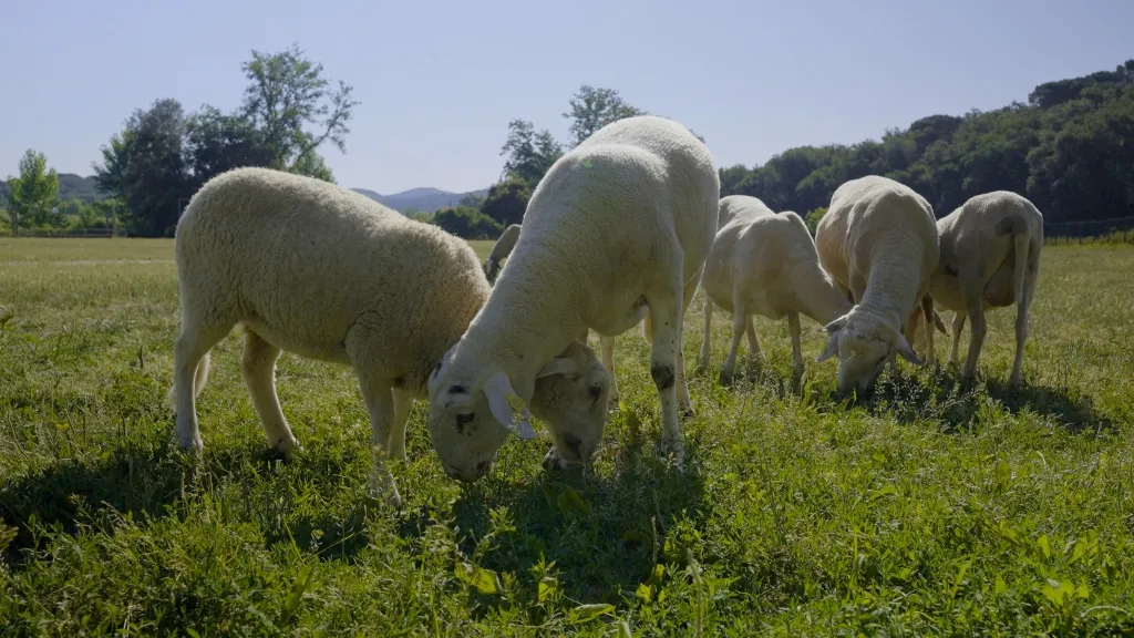L'ovella Gaia, amb 13 mesos de vida L'ovella Gaia, amb 13 mesos de vida