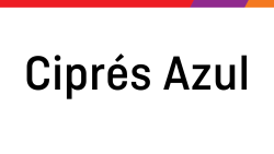 Ciprés Azul