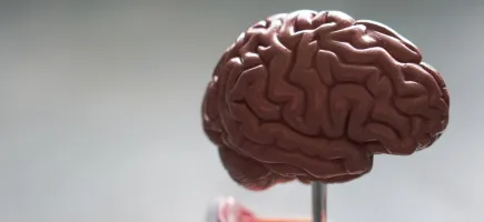 Investigación en neurociencias Investigación en neurociencias