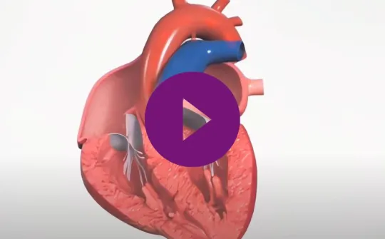 corazón