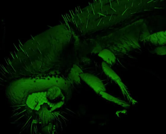 Dra. M. Ramírez & Dr. LA. Ibarra. INECOL (México). Xyleborus affinis especie nativa de México, se considera como vector secundario de enfermedades a cultivos vegetales de interés comercial. Xyleborus affinis especie nativa de México, se considera como vector secundario de enfermedades a cultivos vegetales de interés comercial.