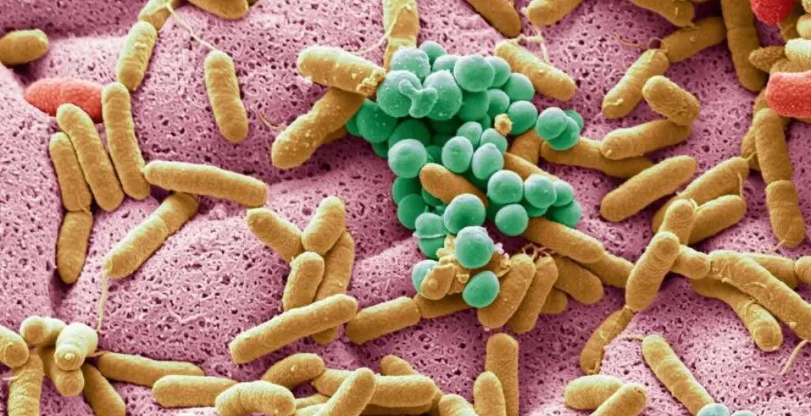 Microbioma humà Microbioma humà