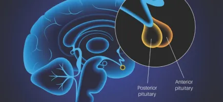 Master's Degree in Endocrinology and Diabetes in Children and Adolescents Master's Degree in Endocrinology and Diabetes in Children and Adolescents